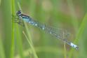 Coenagrion lunulatum male-2.jpg